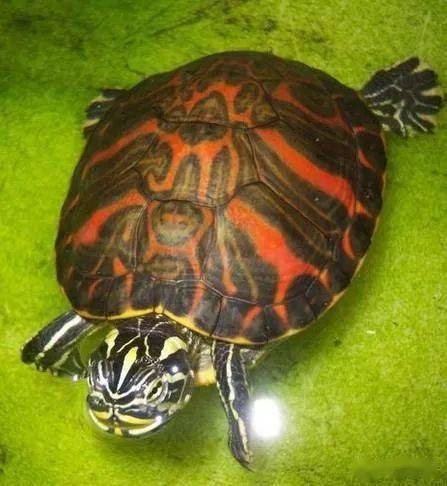 火焰龟杂交巴西龟图图片