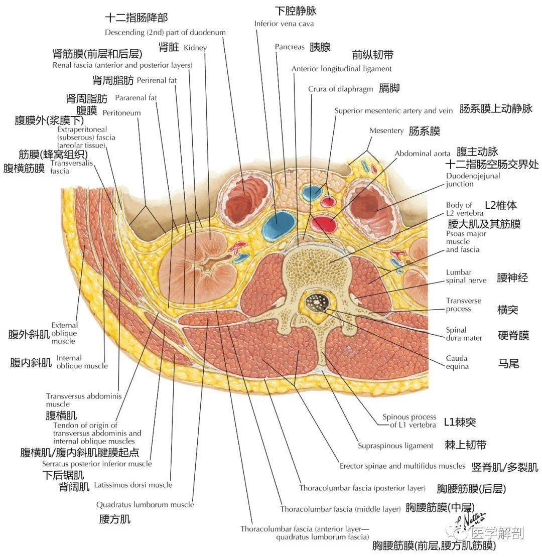后腰部肌肉断层解剖图图片