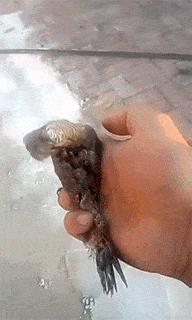 搞笑动态趣图gif:舞动的水管子