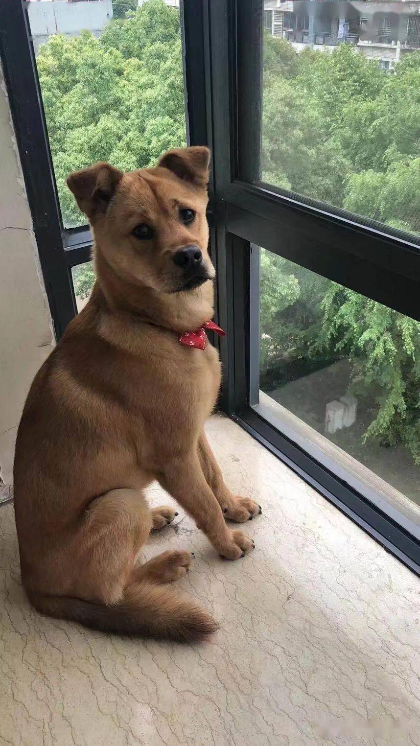 被拯救后的华丽脱变,中华田园犬也可以活得很好!_手机搜狐网