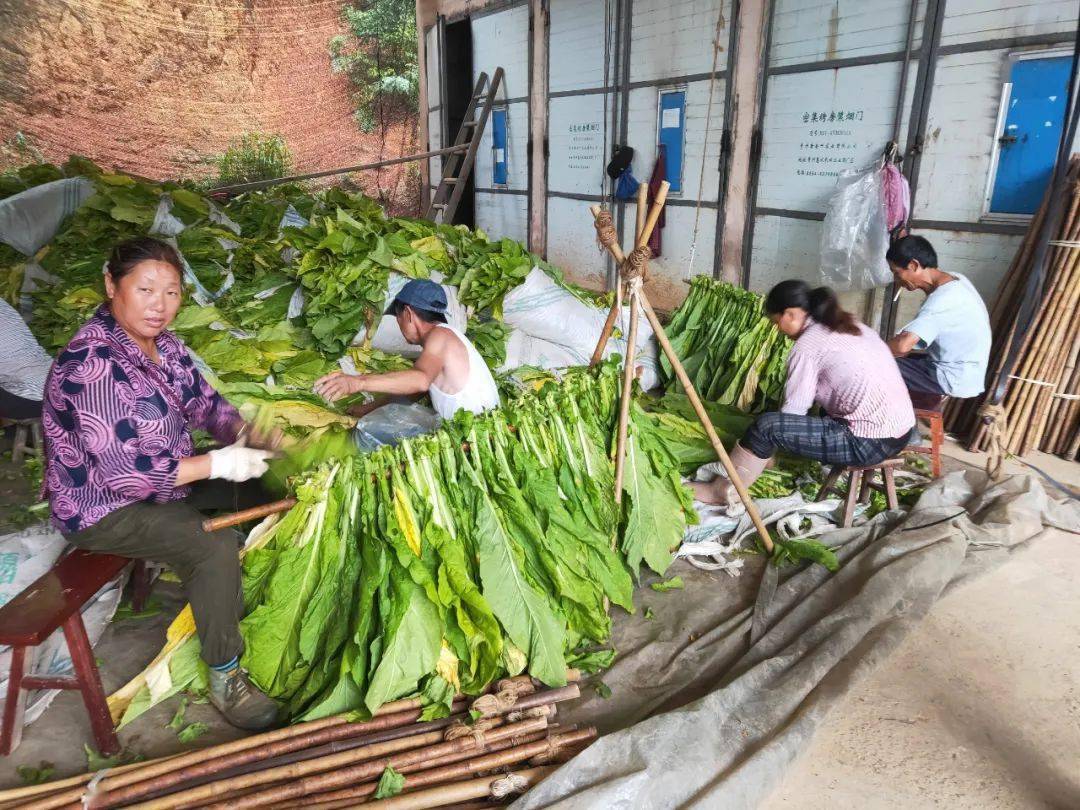 在团坡村笔者看到,烟农们在烤烟地里把底部成熟的烟叶采摘下来,用农运