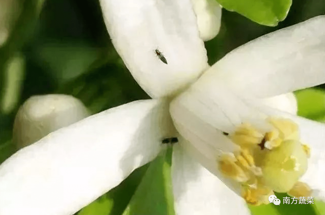 五穀豐一分鐘讀懂薊馬防治要領量多繁殖速度快傳播病毒危害重