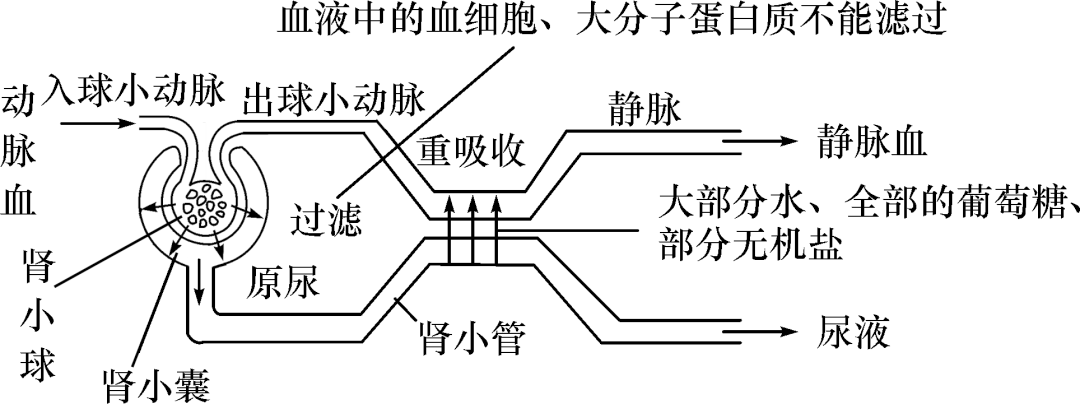 17.尿液的形成