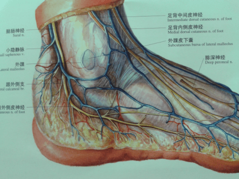 足背静脉弓解剖图图片