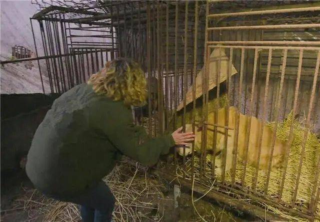 肉狗屠宰场实拍图片