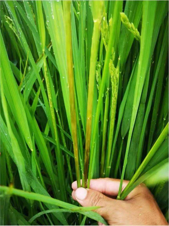 水稻鞘腐病,水稻后期管理一定要重视!_手机搜狐网