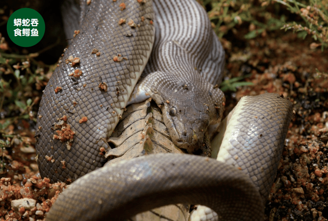 蟒蛇器官变化过程中的基因调控,他们用两种蛇做了实验,水蛇用鲶鱼鱼片