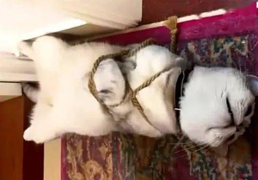 猫咪无事大闹厨房被主人五花大绑惩罚脸上表情逗得主人狂笑