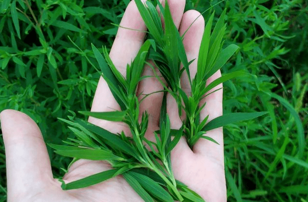 這個季節也有不少野菜,像馬齒莧,苦菜等,而掃帚苗也是夏季的食材,現在