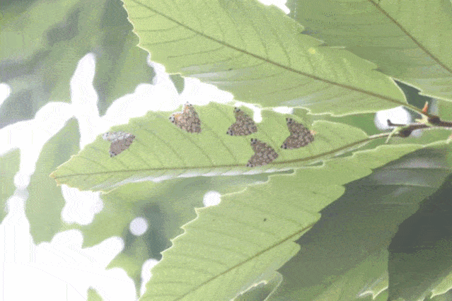 胡桃豹夜蛾和眼斑钩蛾是当前山核桃主要的食叶害虫,据各地山核桃测报