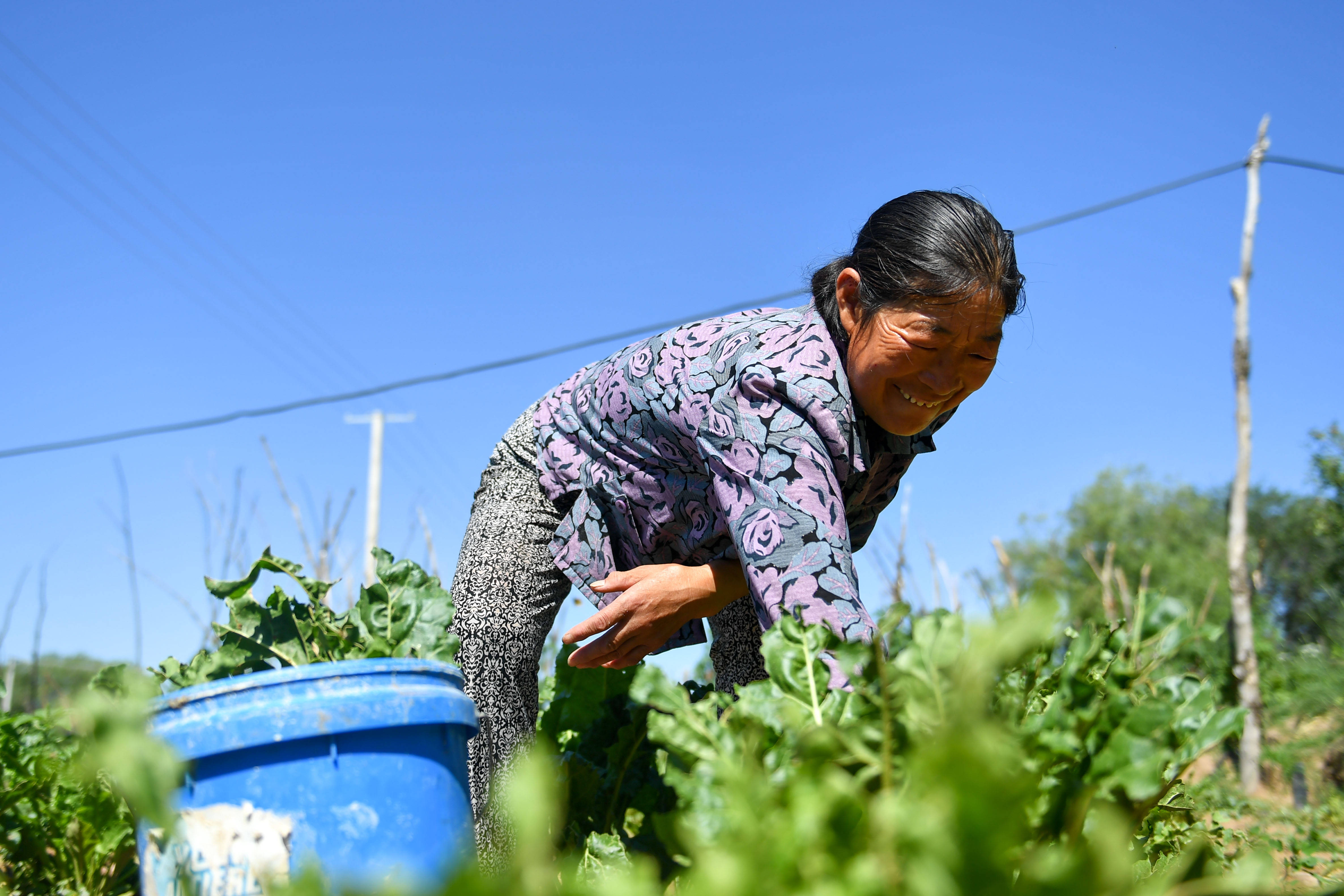 7月28日,王兰珍在菜地中摘菜.