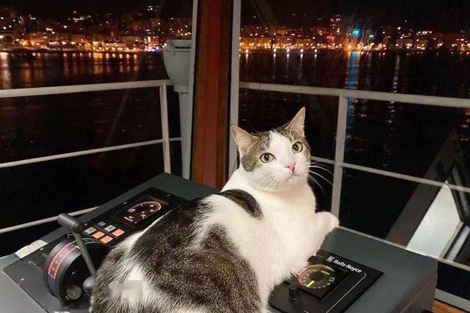 素材来源:ins@my_big_fat_greek_able_seacat - end - 我就知道你"