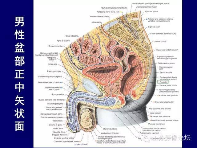 男性盆部斷層解剖圖譜