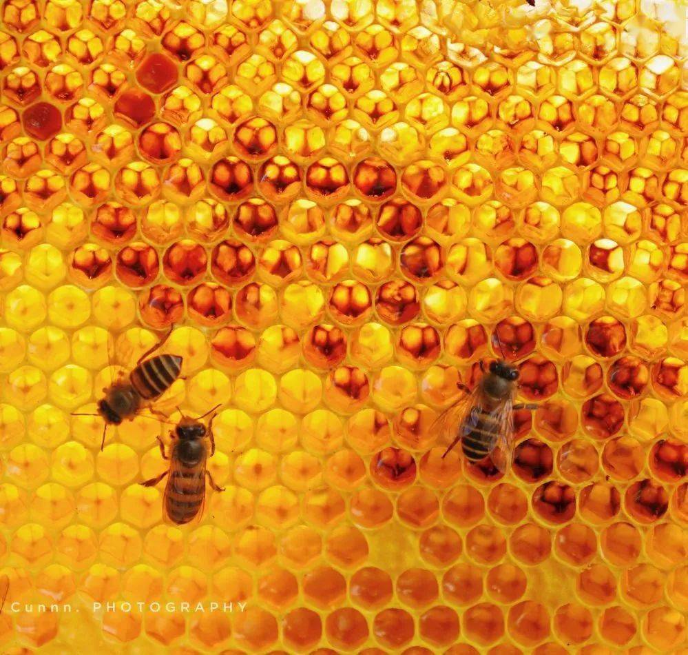 走向我们的小康生活深山小蜜蜂酿出脱贫致富蜜