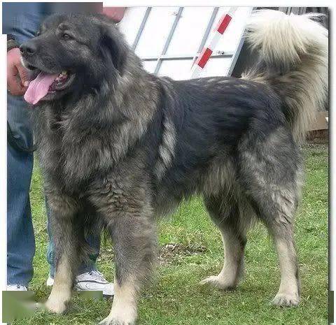 这只4个月大的萨普兰尼那克犬非常受普京总统的喜欢,这件新闻经过报道