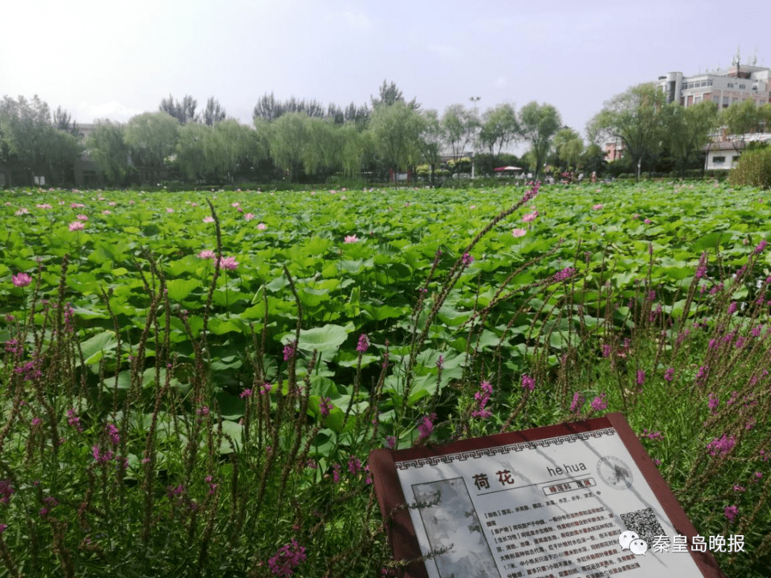 我市多個公園荷花盛開 ,快看看哪兒最美