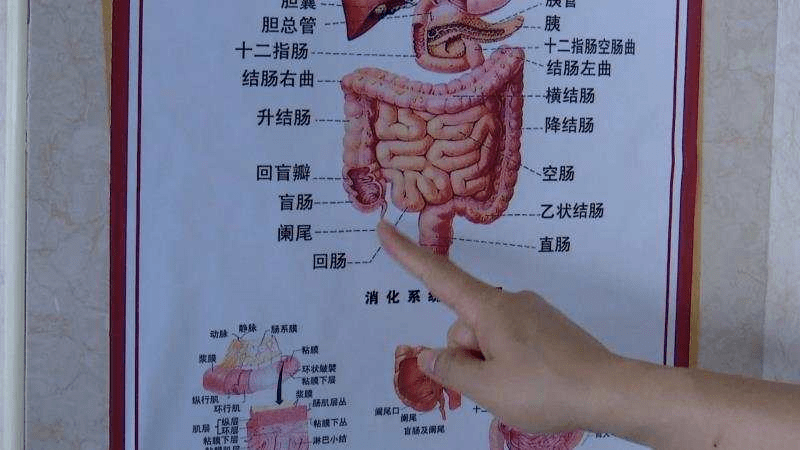 盲肠疼痛位置图图片