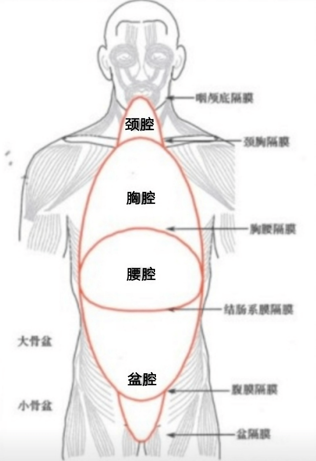 從現代解剖學認識腎主納氣與腎開竅於二陰