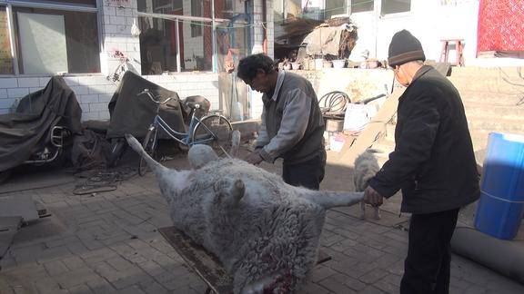 山西农村过年杀羊,给羊剥皮用嘴吹气,把羊吹的和牛一样大