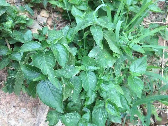 治疗结石草药植物图片图片