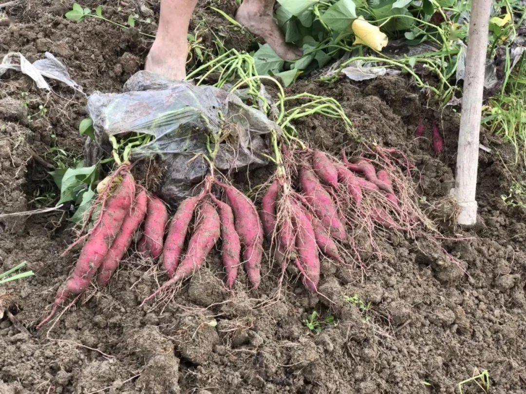 产地食材▎细嫩粉糯的天目山小香薯现挖现发新鲜到家