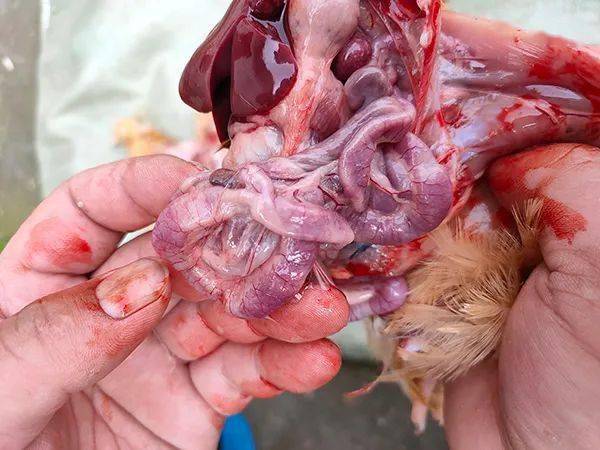一则球苗使用鸡群肠道问题处理案例的分析与思考
