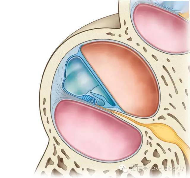 後三者合稱為前庭器官,是人體對自身運動狀態和頭在空間位置的感受器