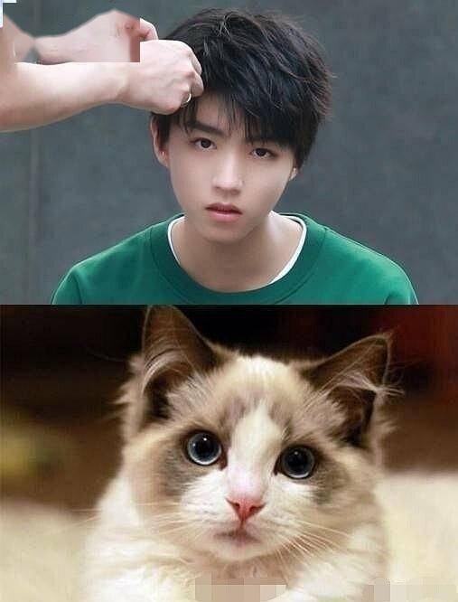 喵系少年王俊凯上线可可爱爱一猫一样