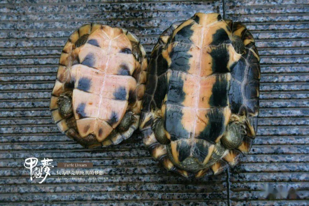 黄喉作为我们国家的一种代表性龟种如何分辨大青和小青