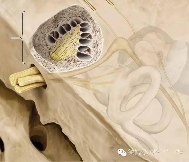 精细,又称迷路,内含听觉与位觉感受器官,由骨迷路和膜迷路两部分组成
