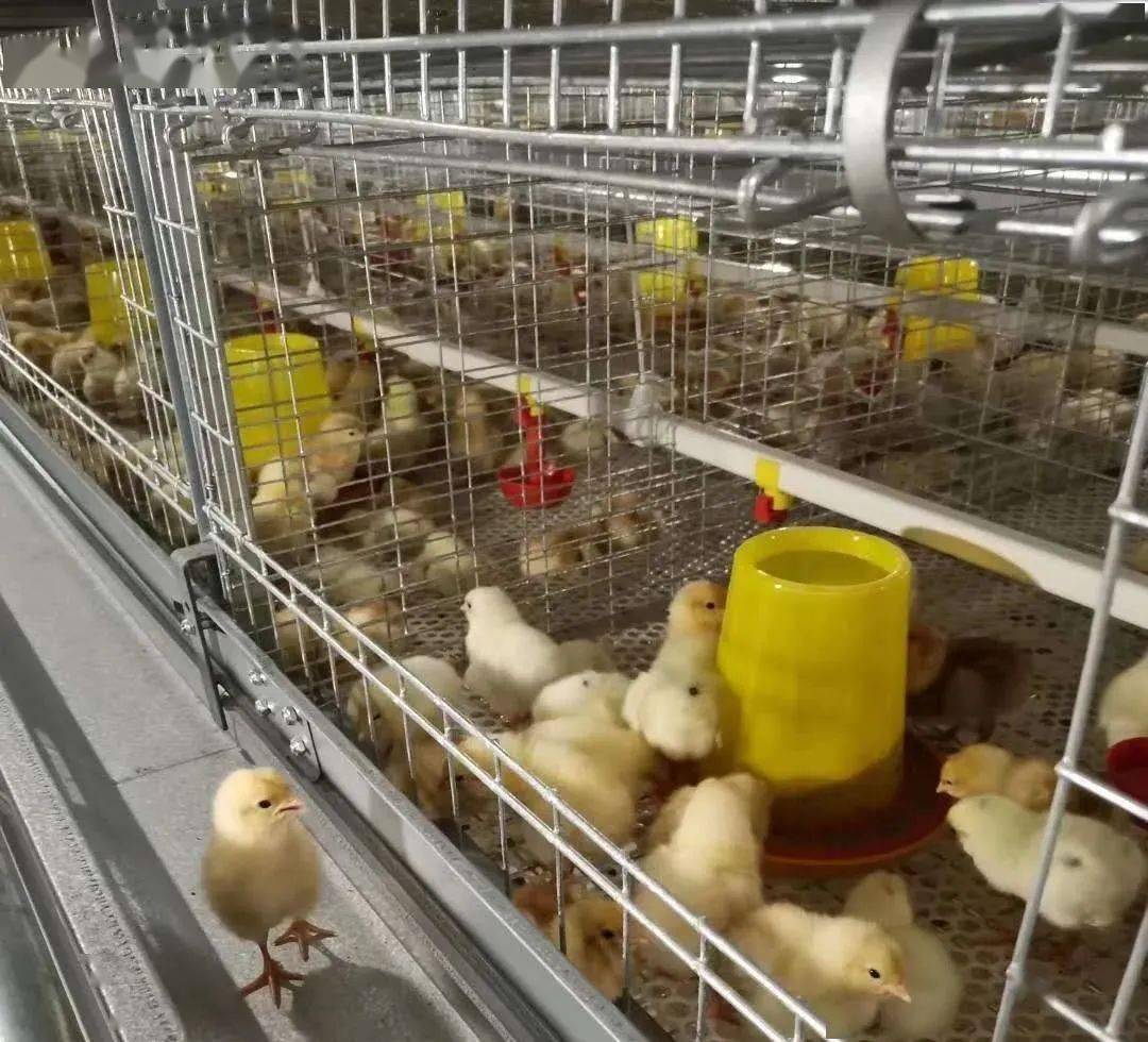 宏湘牧业:青年鸡 蛋鸡年产能200多万羽,稳步布局产业链丨品牌蛋_销售