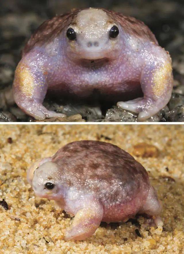 乌龟蛙素材来源于网络大马士革山羊—婴儿和成年素材来源于网络