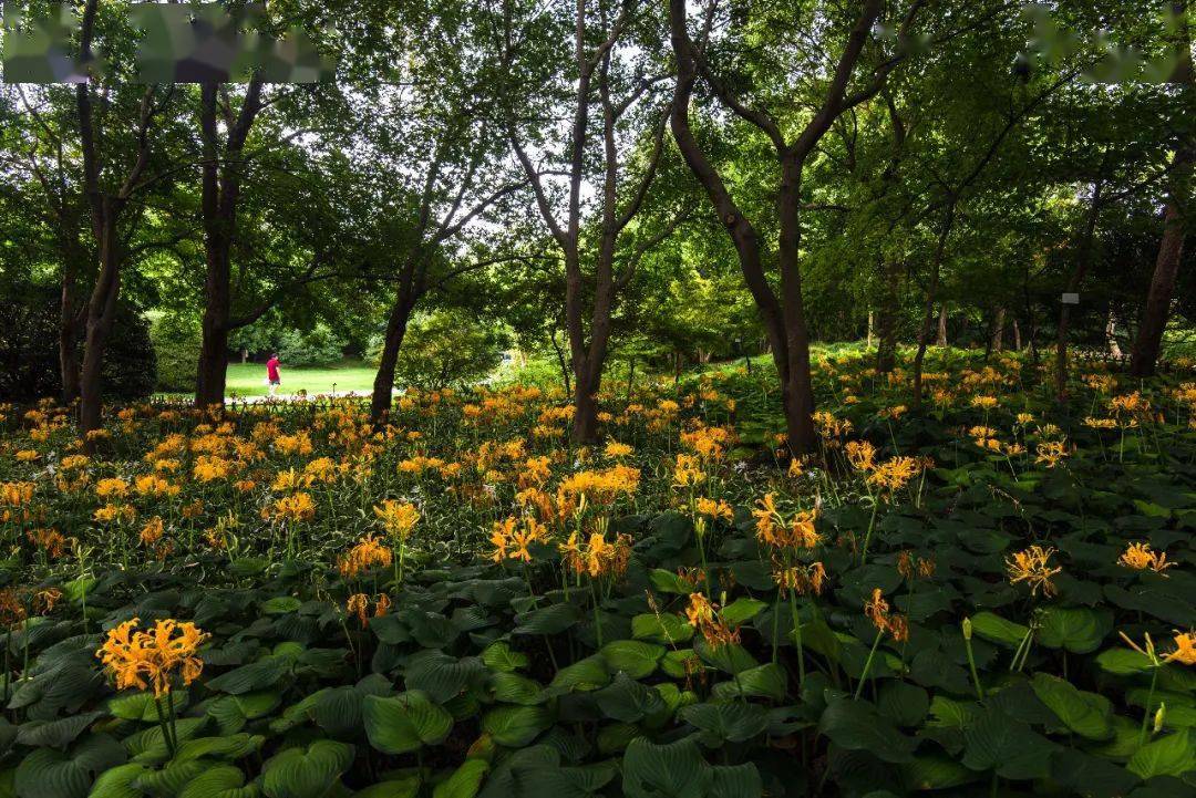 水杉,池杉和落羽杉林下的空间,幽闭深邃,正是需要鲜亮的花卉提色.