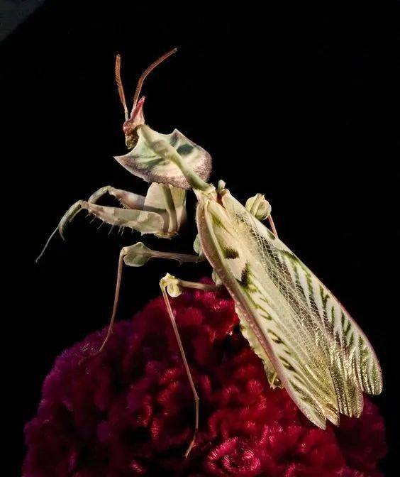 大魔花螳螂饲养记录图片