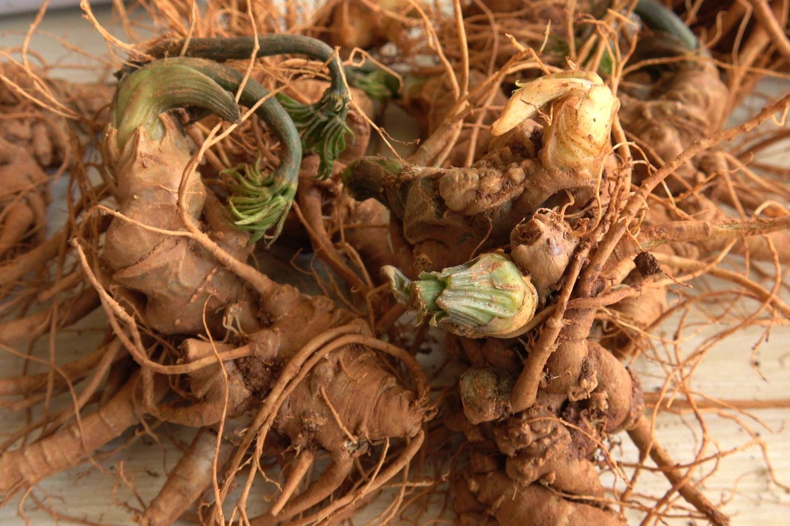 3月底云南满泽三七中的新鲜三七发芽时地里挖出来的样子