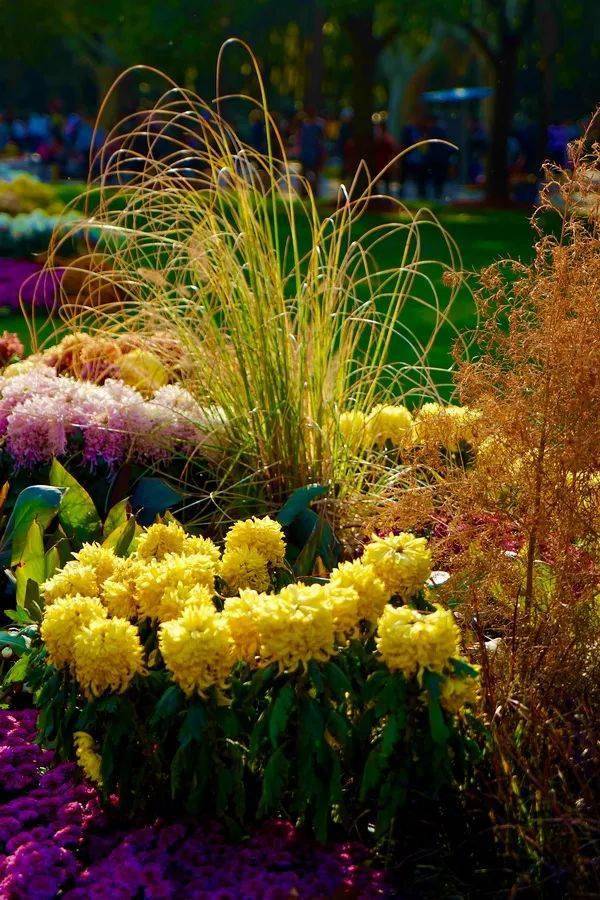 芳菊开林耀 璀璨入镜来——第十三届中国菊花展览会艺术摄影大赛获奖