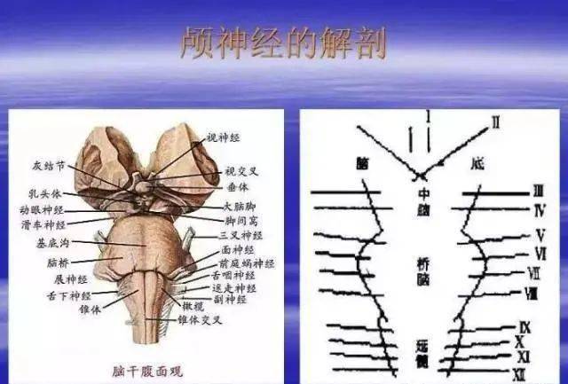 一嗅二視三動眼四滑五叉六外展七面八聽九舌咽迷副舌下十二全嗅神經視