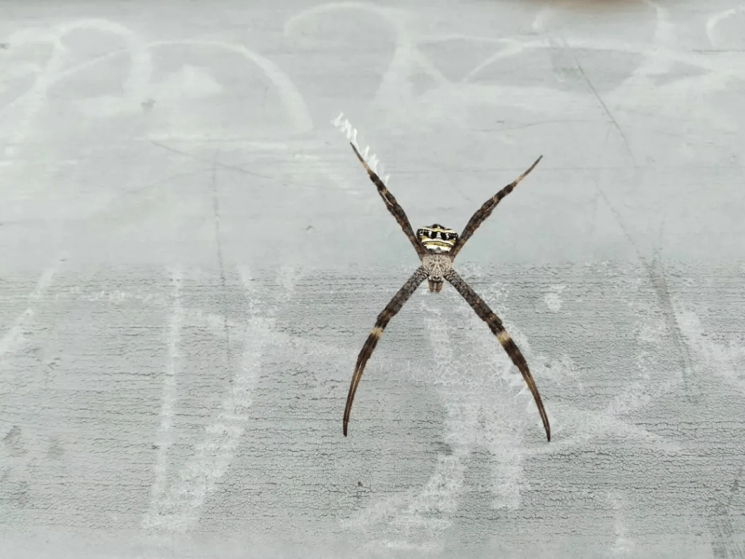 长汀豌豆还有一种横纹金蛛被称为"会写英文的蜘蛛",又称"鬼脸蜘蛛"