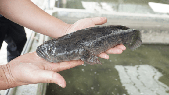 这条鱼一月内飞涨超10元,它要涨停了?