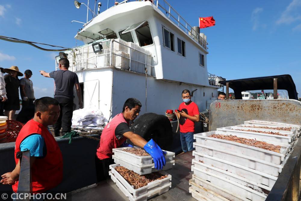 浙江舟山:第一捕海鲜上市