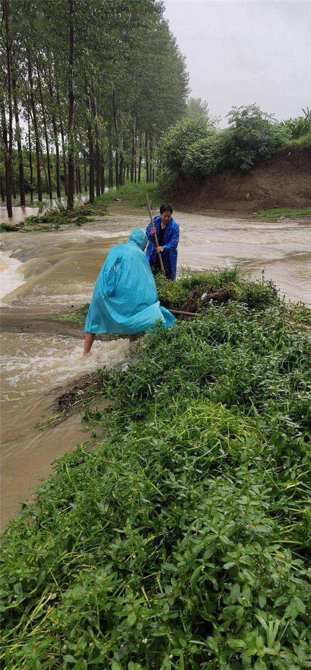 方城县博望镇:洪水中飘荡着一面面党旗