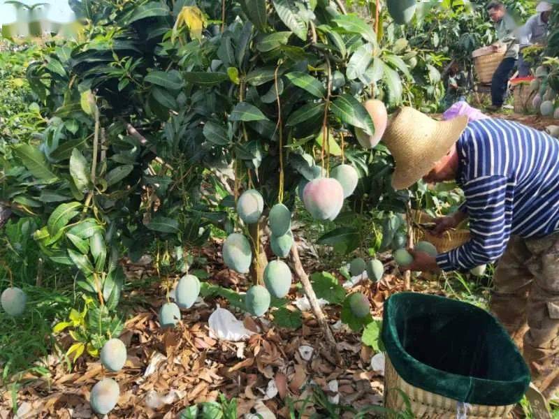 【億適家超市·基地直採】攀枝花凱特芒果上市啦