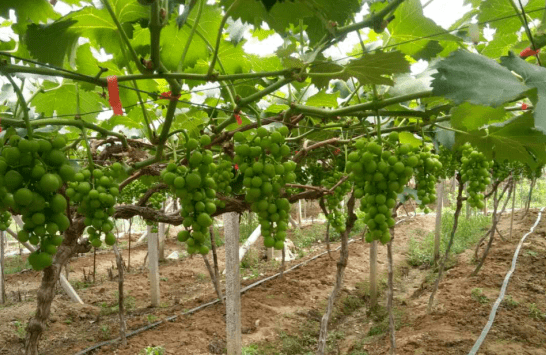 临安葡萄采摘攻略!就贪枝头的那一串鲜甜.