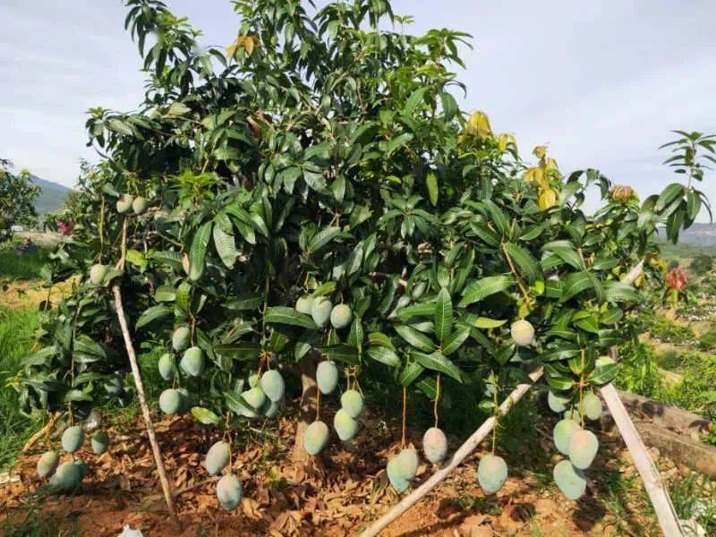 【亿适家超市·基地直采】攀枝花凯特芒果上市啦