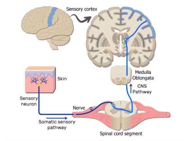 【每日一讲】第252期 疼痛传入通路和调制
