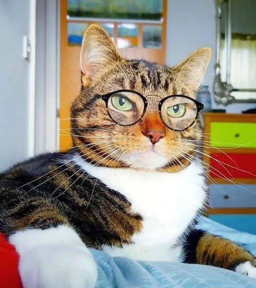 大佬猫带眼镜图片图片