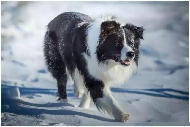 边境牧羊犬怎么养 边境牧羊犬养殖技术