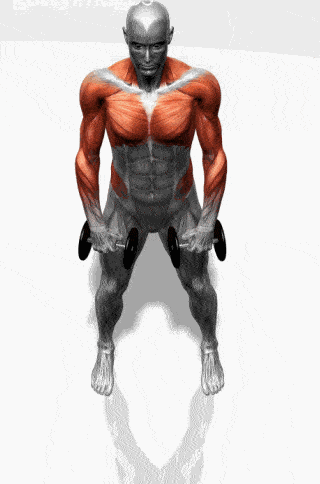 科学训练这是最全的训练图了看完你就知道每一块肌肉改怎么练了