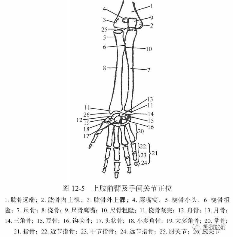 正常关节的x线解剖关节病变的常规影像学分析顺序