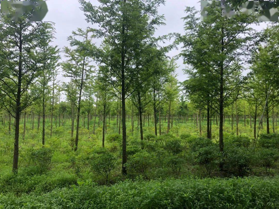 金山区七大防护林通过验收,侬晓得它们有什么作用伐?_林带